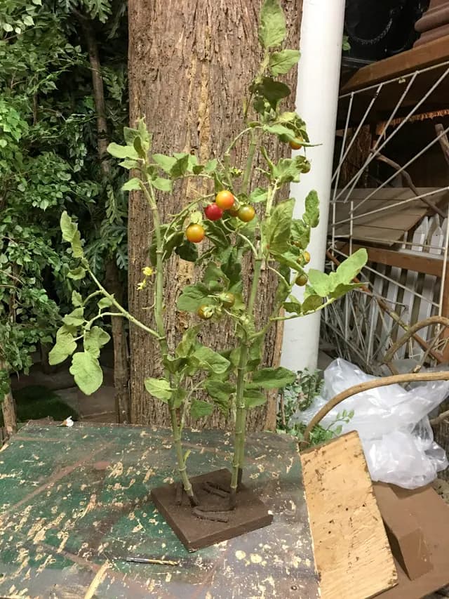 Tomato plant