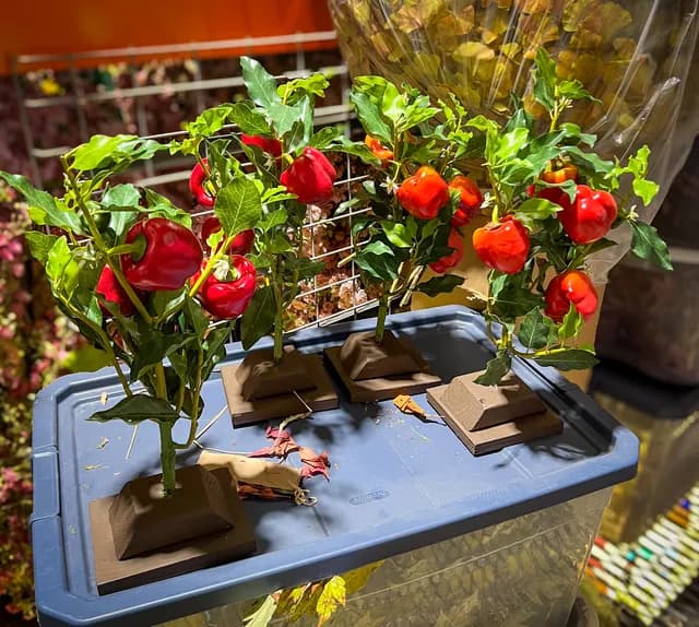 Pepper plant