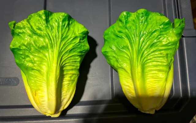 Romaine lettuce pair