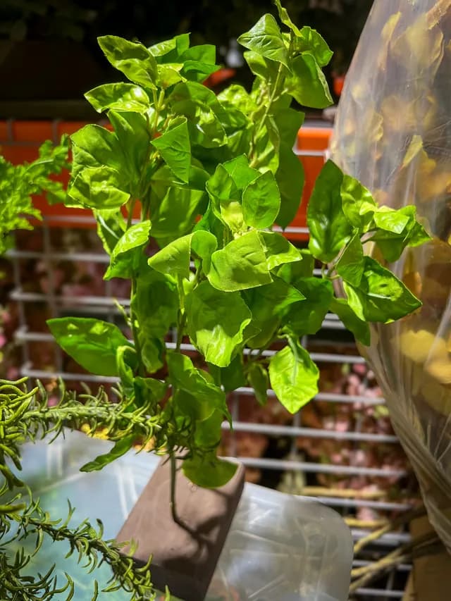 Parsley