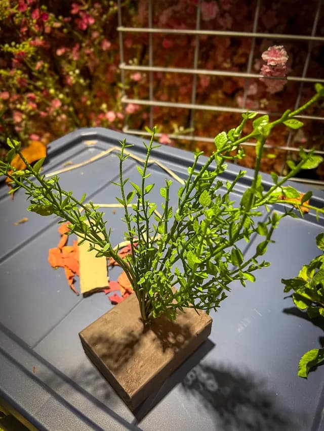 Leafy herb shrub