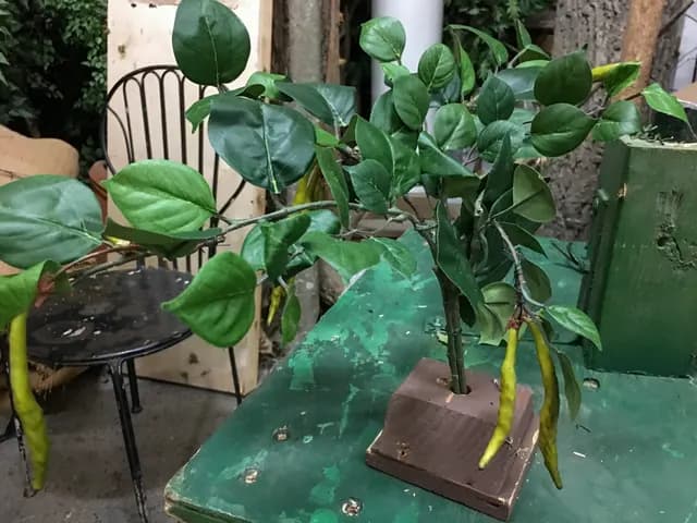 String bean plant