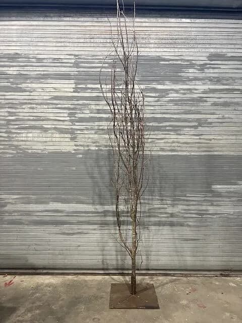 Branch tree 01