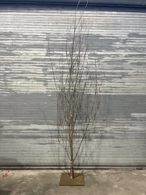 Branch tree 02