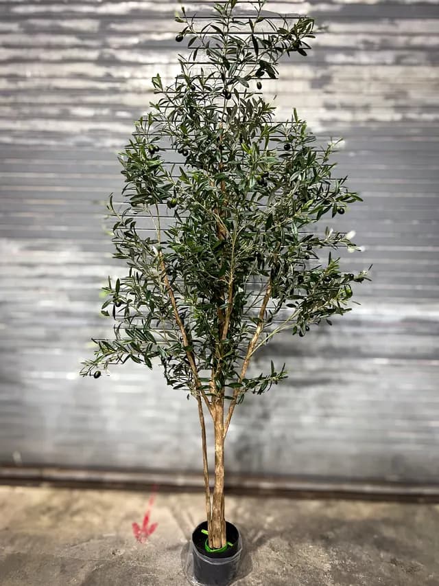 Olive tree