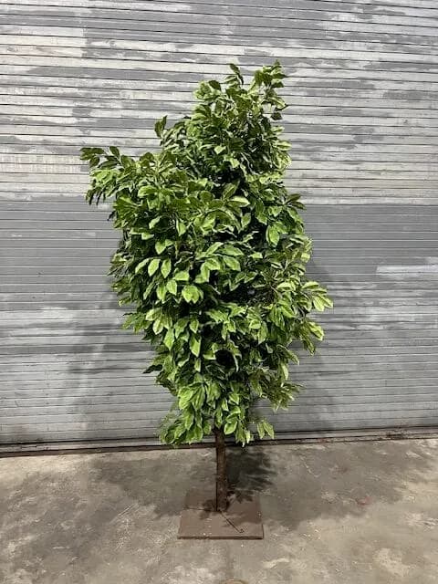 Foliage tree 02