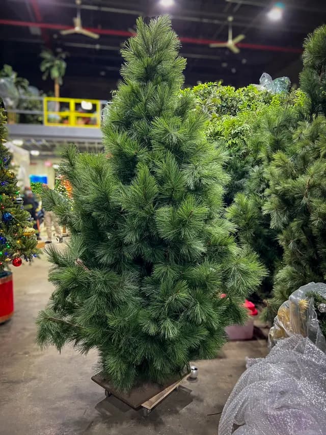 Pine tree