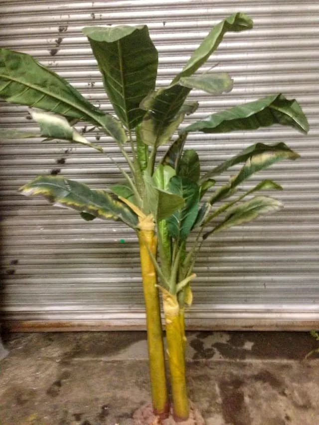Banana plant cluster
