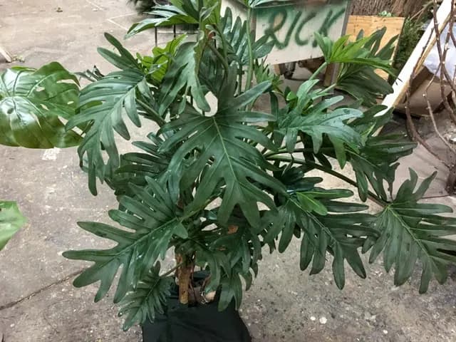 Split-leaf philodendron