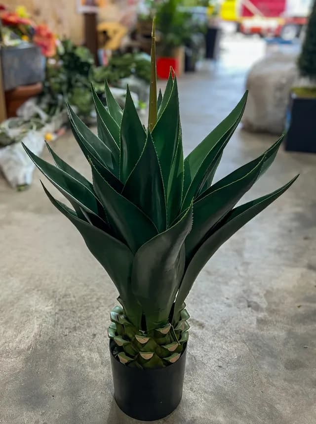 Tropical plant 01