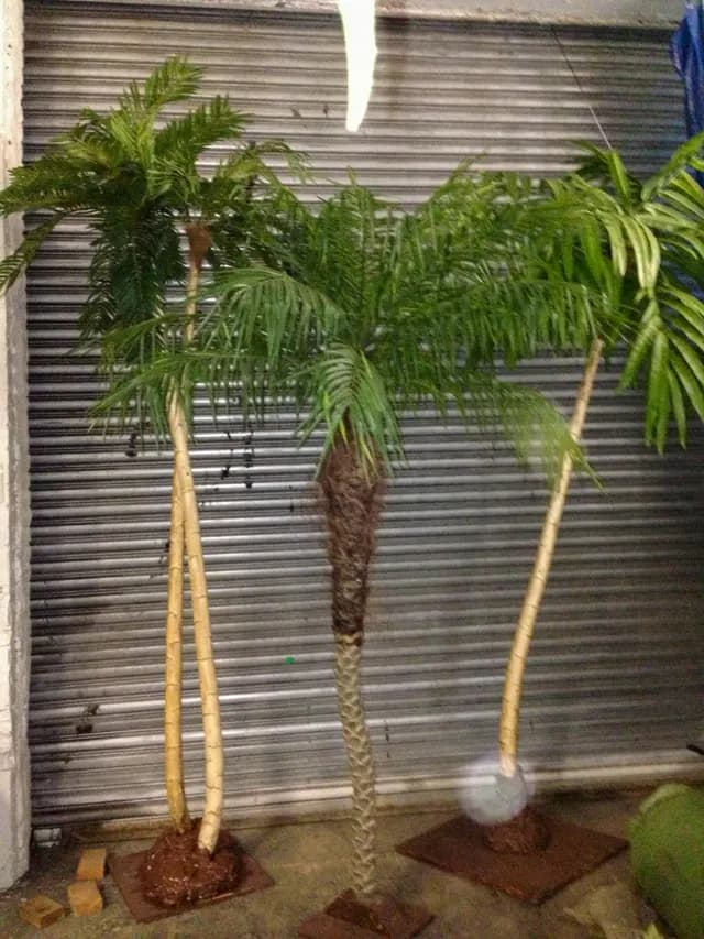 Tropical palm cluster